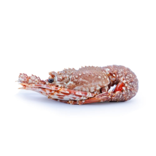aragosta