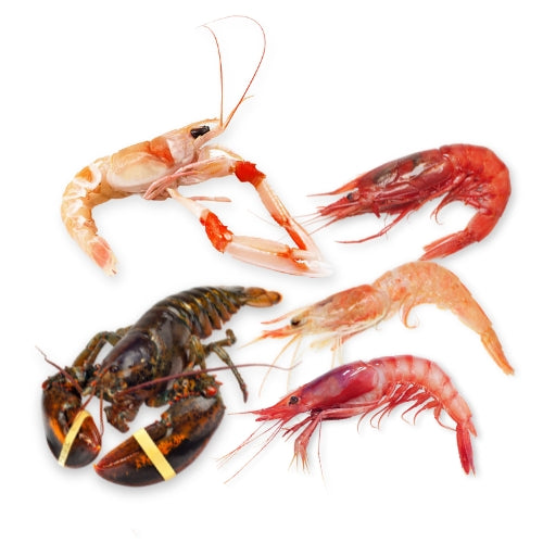 crostacei albamare
