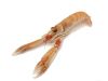 scampi rossoalbamare