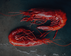 gambero rosso rossoalbamare