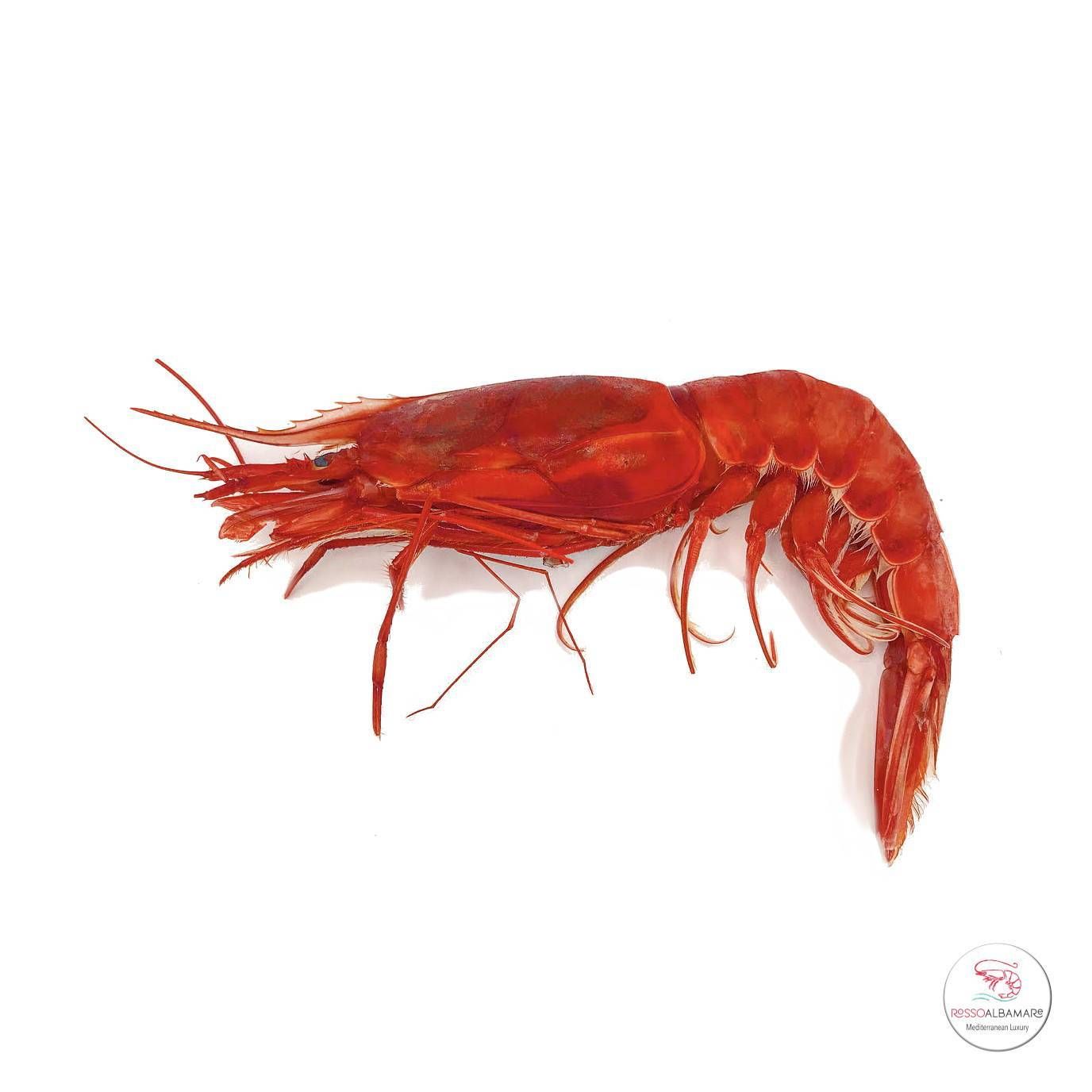 gambero rosso rossoalbamare