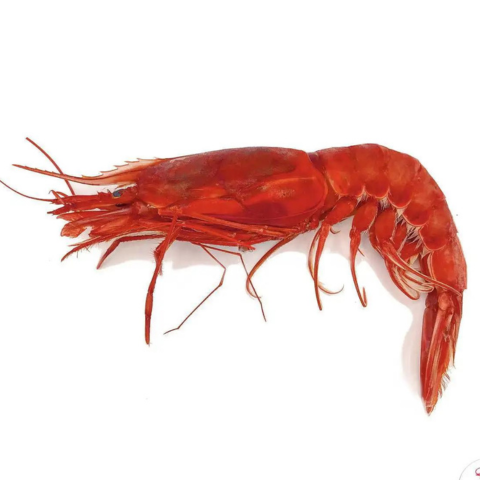 Gambero rosso