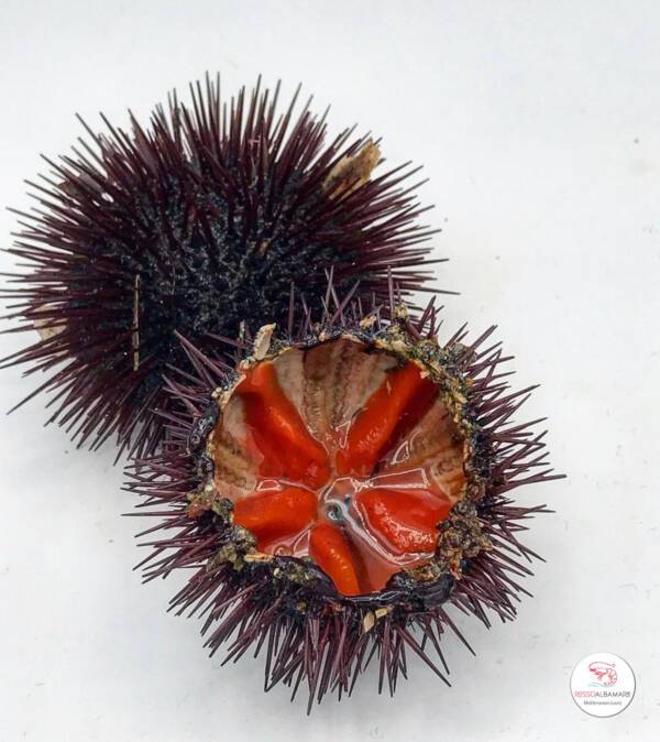 ricci di mare rosso albamare