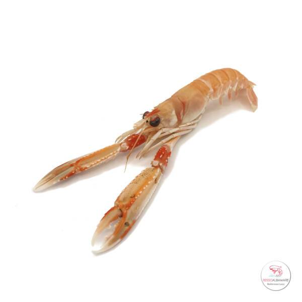 scampi rossoalbamare